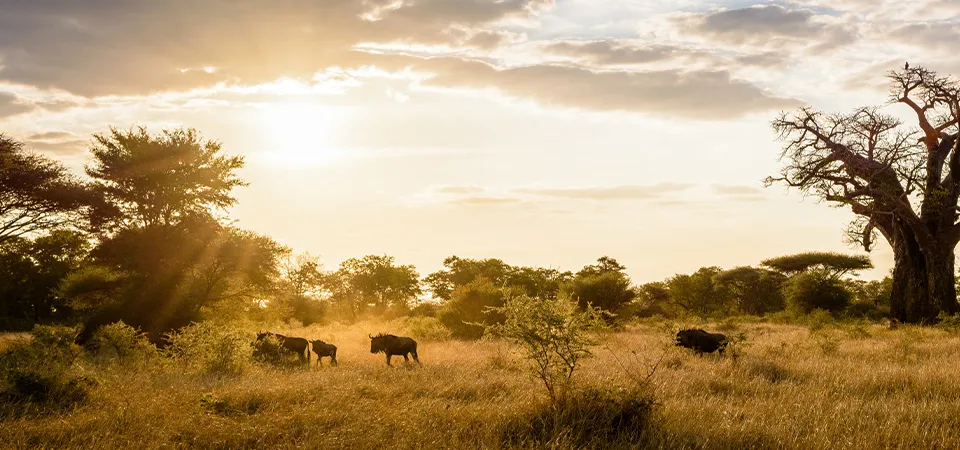 Safari Adventure in Gonarezhou National Park