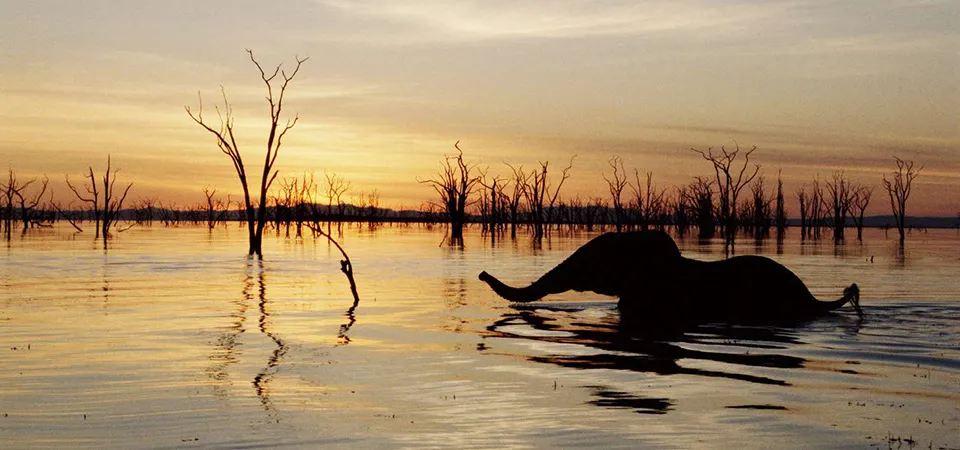 Elephant swimming in Lake Kariba at sunset