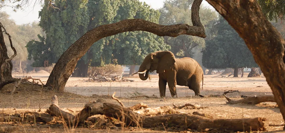 Elephant roaming under twisted trees in Mana Pools National Park