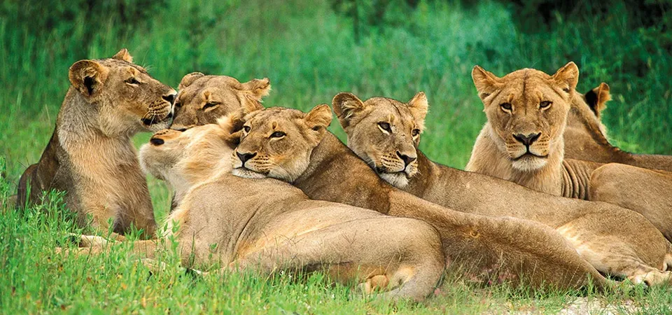 Wildlife in Zimbabwe: Lions at Hwange National Park